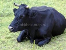 Продаю корову с теленком 