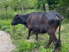 Корова