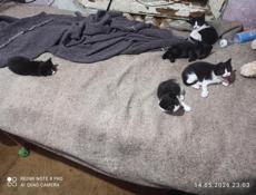Замечательные котята