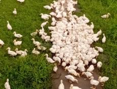 Продаются утки р. Очамчира с. Илор все по телефону
