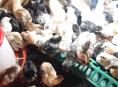 Продаются цыплята крупной пород 200р 