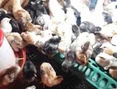 Продаются цыплята крупной пород 200р 