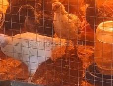 Продам цыплят 1 месяцев и 10 дней им