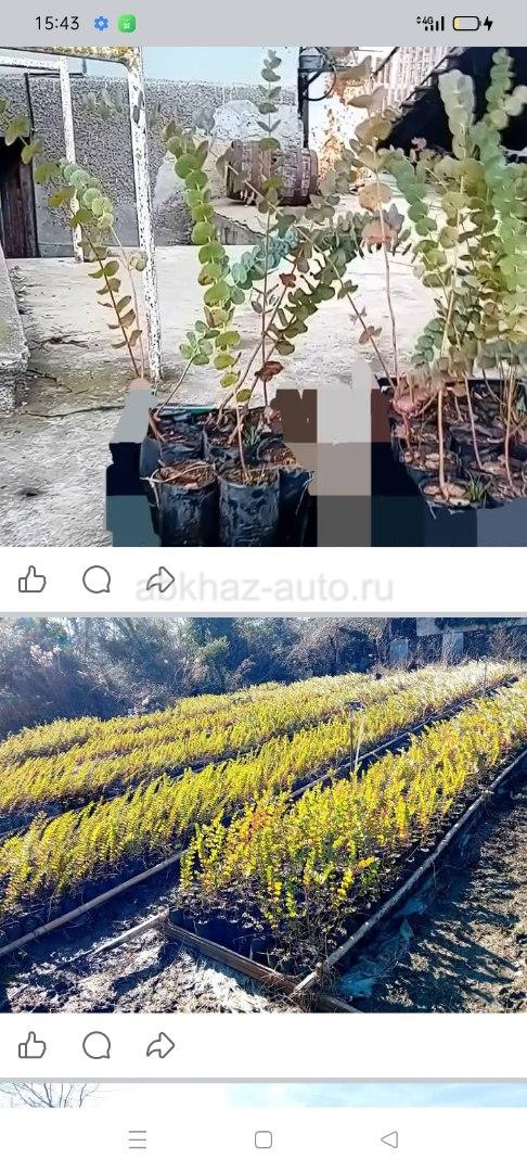 Эвкалипт 