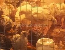 Продам цыплят 1 месяц и 10 дней 