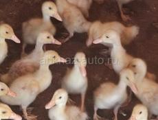 Продаю утят стар 53, им две недели.