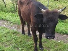 Продается бык
