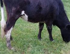 В продаже годичные по 35т , двух годичный 55 т.телята и корова