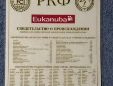 Шотландский сеттер щенки 