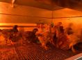 Продаются цыплята мясо-яичной породы полтора месяца осталось ограниченное количество цена 350р  (+79407263285ватсап) (+79409517293мобильная связь)