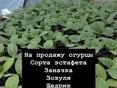 Рассада огурцов 