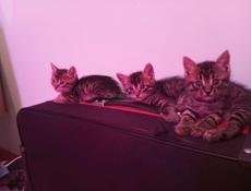Котята котики