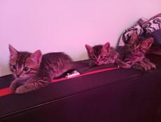 Котята котики 