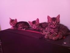 Котята котики