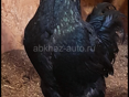 Гергебильские петухи