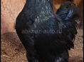 Гергебильские петухи