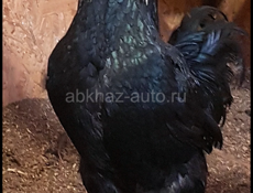 Гергебильские петухи