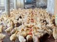 Продажа гусят р. Очамчира с. Илор все по телефону