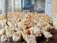 Продажа гусят р. Очамчира с. Илор все по телефону