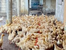 Продажа гусят р. Очамчира с. Илор все по телефону