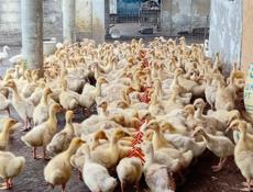 Продажа гусят р. Очамчира с. Илор все по телефону