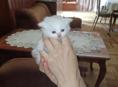Отдаём котят в добрые руки 