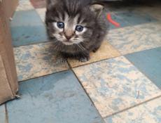 Отдаём котят в добрые руки 