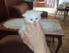 Отдаём котят в добрые руки 