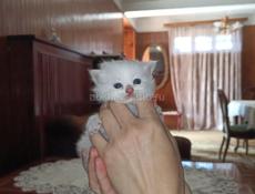 Отдаём котят в добрые руки 