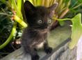 КОТЯТА ДЛЯ СЧАСТЬЯ