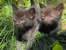 КОТЯТА ДЛЯ СЧАСТЬЯ