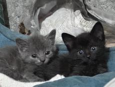 КОТЯТА ДЛЯ СЧАСТЬЯ