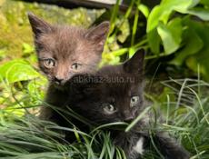 КОТЯТА ДЛЯ СЧАСТЬЯ
