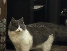 Отдам в хорошие руки 