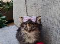 Отдаем котят в хорошие руки 