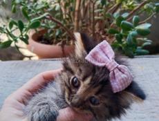 Отдаем котят в хорошие руки