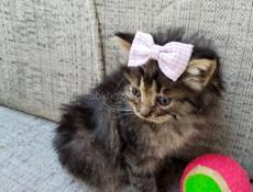 Отдаем котят в хорошие руки