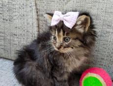 Отдаем котят в хорошие руки
