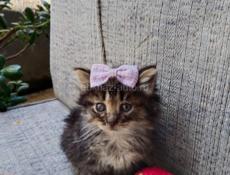 Отдаем котят в хорошие руки 