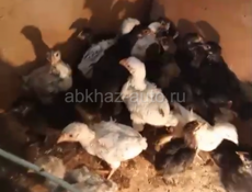 Цыплята 
