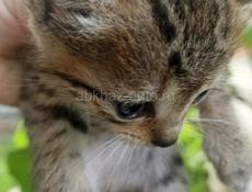 Отдам котят в хорошие и ласковые руки 
