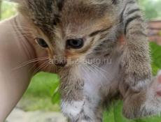 Отдам котят в хорошие и ласковые руки 