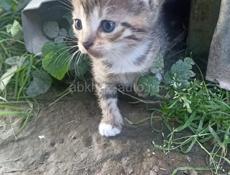 Отдам котят в хорошие и ласковые руки 
