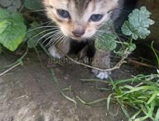Отдам котят в хорошие и ласковые руки 