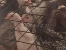 Продам цыплят полтора месяца