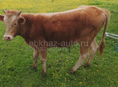 Продаю бычок 60 кг