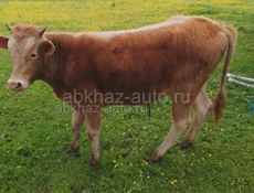 Продаю бычок 60 кг