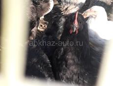 Продаются цыплята 3 месяца породы Джерский гигант