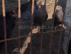 Продаются цыплята 3 месяца породы Джерский гигант