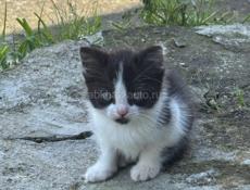 Котенка в добрые руки